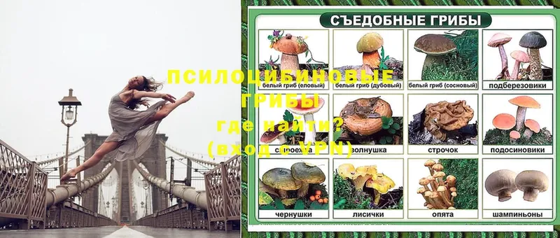 Псилоцибиновые грибы Psilocybine cubensis  Ступино 